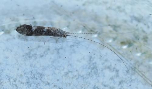 Réf. 265 634 : Athripsodes sp.